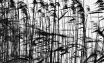 Horizontal Black And White Grass Closeup Background Silhouette B Stock Photo
