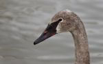 Isolated Photo Of A Trumpeter Swan Swimming Stock Photo