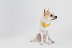 Chihuahua Yellow Collar Thailand Stock Photo