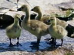 Beautiful Photo Of A Group Of The Small Chicks Of The Canada Geese Stock Photo