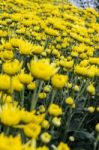 Close Up Yellow Chrysanthemum Flowers In Garden Stock Photo