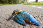Kingfisher Hit By  Car Lying On The Road Stock Photo
