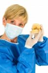 Dentist Holding A Mold Of Denture Stock Photo