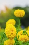 Yellow Marigold At Sunlight Stock Photo