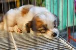 Young Dog In A Cage At Flea Markets Stock Photo