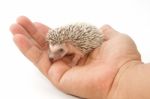 Baby Pygmy Hedgehog Stock Photo