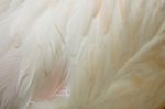 Greater Flamingo Feathers Stock Photo