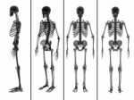 Medical  Illustration Of The Skeleton Stock Photo