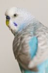 Common Pet Parakeet Stock Photo