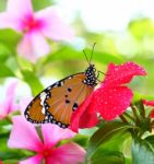Common Tiger Butterfly Stock Photo
