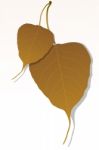 Peepal Leaf Stock Photo