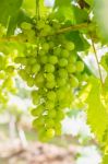 Green Grapes On The Vine Stock Photo