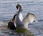 Amazing Image With The Canada Goose Attacking The Swan On The Lake Stock Photo