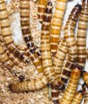 Meal Worms Stock Photo