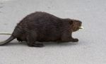 Beautiful Picture With A North American Beaver Walking On The Road Stock Photo