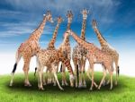 Group Of Giraffe Stock Photo