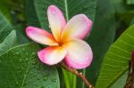 Beautiful Sweet Pink Flower Plumeria And Fresh Green Leaf With R Stock Photo