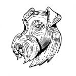 Airedale Terrier Head Etching Black And White Stock Photo