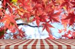 Picnic Table With Jananese Maple Tree Garden In Autumn Stock Photo