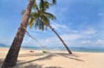 Coconut Palm Trees With Hammock On Tropical Beach Background Stock Photo