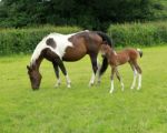 Arab Mare And Foal Stock Photo