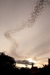 Millions Of Bat Seek For Food In Evening Stock Photo