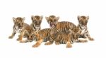 Baby Bengal Tiger Isolated Stock Photo