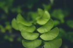 Green Plant Soft Focus Stock Photo