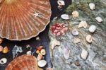 Sea Shells Background  Stock Photo