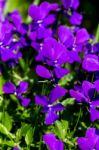 Purple Iris Flowers In A Garden Stock Photo