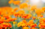 Flowers With Blurred Background Stock Photo