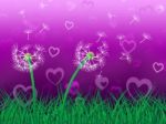 Dandelion Sky Represents Heart Shape And Grassy Stock Photo