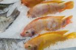 Frozen Fish Stock Photo