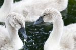 The Close-up Of Two Beautiful Young Swans Stock Photo
