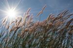 
Grass, Sky, Sun, Beautiful Late Stock Photo