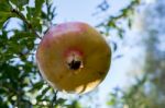 Pomegranate Tree Stock Photo