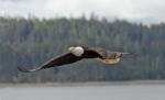 Eagle In Flight Stock Photo