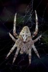 Spider  Araneus Angulatus Stock Photo