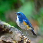 Male Himalayan Bluetail Stock Photo