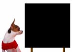 Chihuahua Looking Board Stock Photo