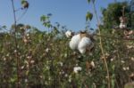Cotton Plants Stock Photo