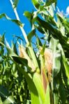 Growing Corn Stock Photo