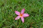 Leelavadee, Plumeria, Tropical Flower On Grass Field Stock Photo