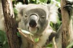 Koala Looking At The Camera Stock Photo