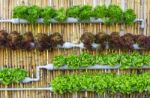 Hydroponic Vertical Gardening Stock Photo