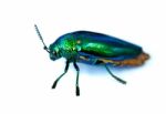 Jewel Beetle Stock Photo
