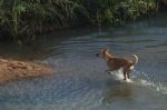 Dog Running Through Water Onto Dry Land Stock Photo