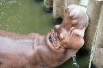 Hippo Resting In Water Stock Photo