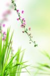 Pink Flower And Fresh Grass Stock Photo