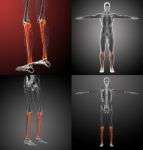 3d Rendering Medical Illustration Of The Tibia Bone Stock Photo